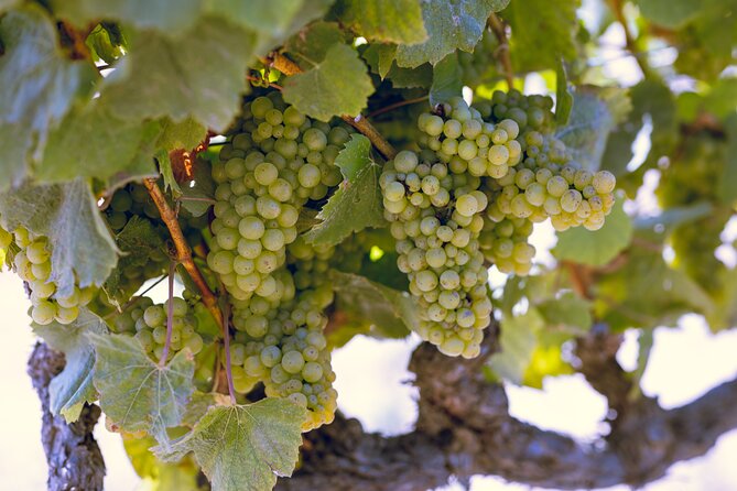 Private Luxury Transportation Experience - Napa - Pricing and Cancellation Policy