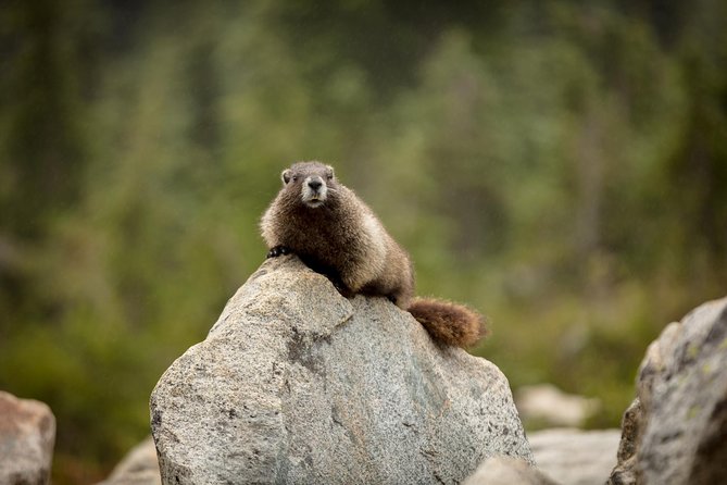 Private Mt Rainier National Park Day Trip From Seattle - Booking Information