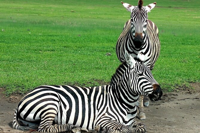 Private Multi Day Serengeti Safari - Meeting and Pickup Details