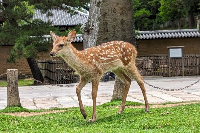 Private Nara E-Bike - Family Tour With Lunch - Included in the Tour