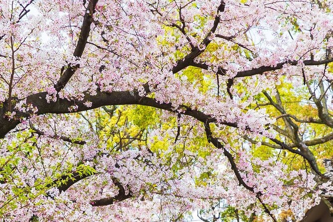 Private One Day Nikko Tour With Bilingual Driver - Tour Experience and Driver Feedback