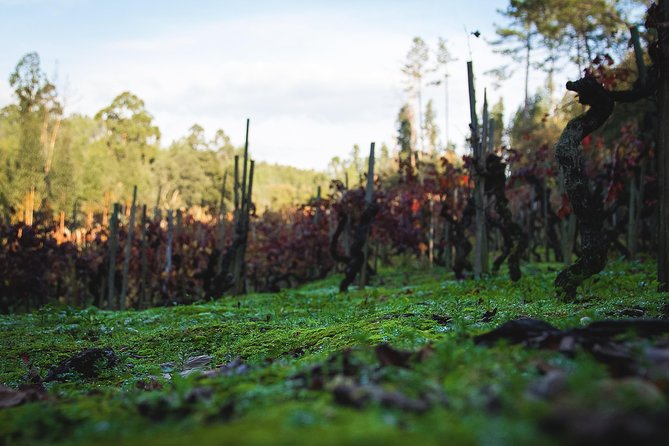 Private Premium Bairrada Tour: 3 Wineries, Wine Tastings & Lunch - Lunch and Dining Experience