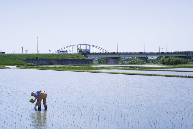 Private Rice Agriculture Experience in Mie - Accessibility and Participation