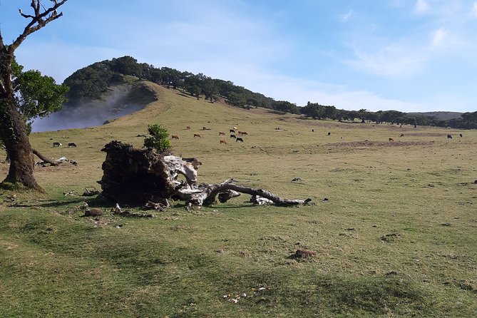 Private Service VIP Levada Dos Cedros – Fanal Walk - Participant Requirements