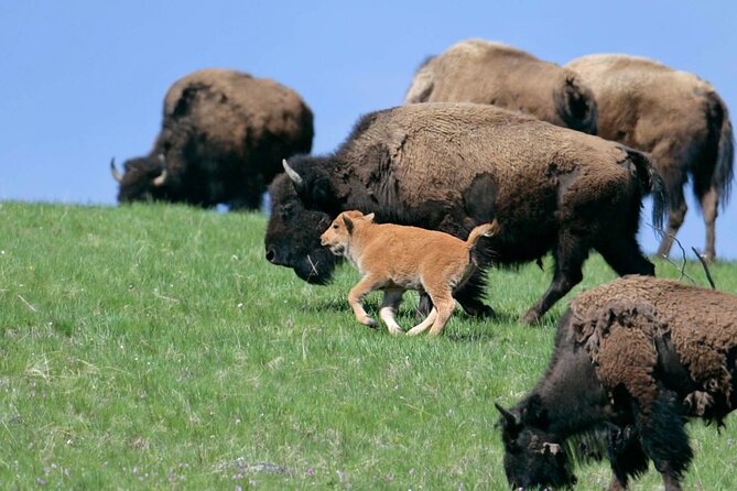 Private Sunrise Wildlife Adventure Review - Guest Reviews and Ratings
