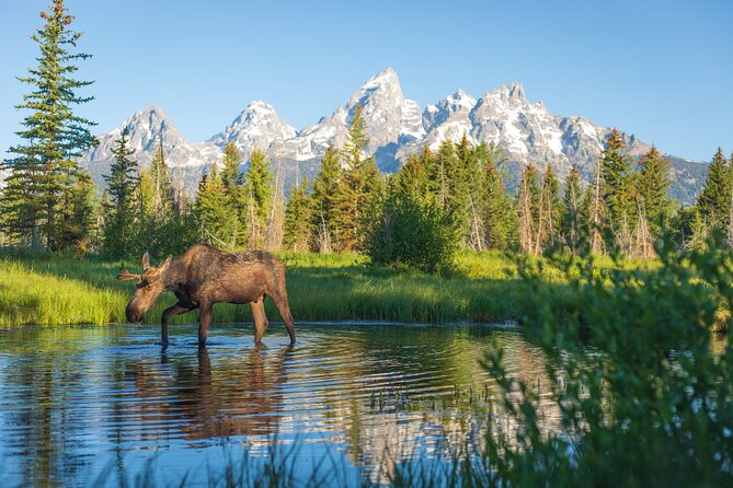 Private Sunset 4-Hour Grand Teton Wildlife Adventure - Accessibility and Participation