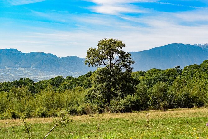 Private Tour Bear Sanctuary & City of Brasov One Day Trip - Tickets Included - Pickup and Meeting Details