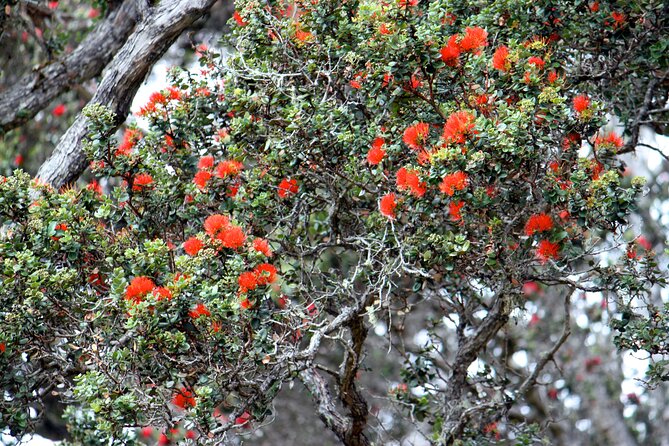Private Tour: Experience Active Kilauea Volcano & Hilo Rainbow Falls - Important Pickup Information