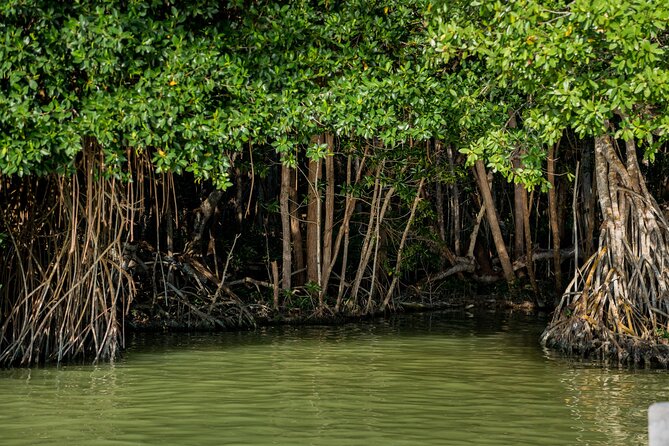 Private Tour Magic Mangrove Paddle in Beef Island Lagoon - Additional Notes
