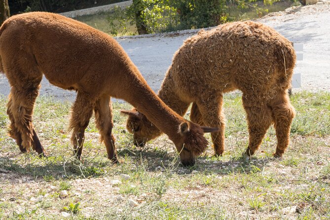 Private Visit to the Animals of the Enchanted Village in Spoleto - Participant Requirements