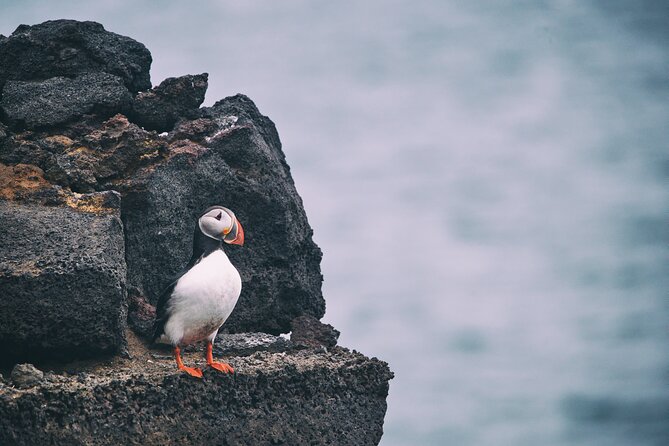 Private Westman Islands by Van and Ferry With PRO Photos - Tour Details