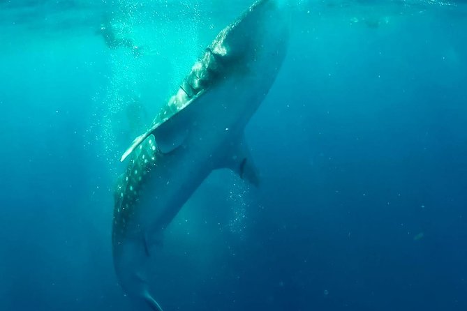 Private Whale Shark Ecofriendly Tour From Riviera Maya - Health and Safety Measures