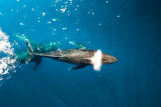 Private Whale Watching Tour of Oahu - Meeting and End Points
