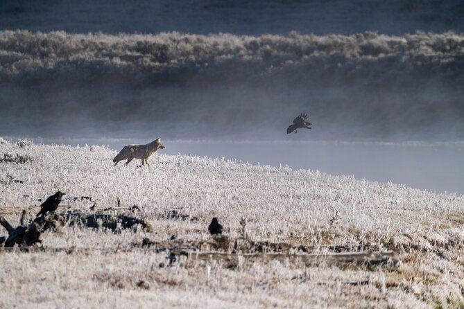 Private Wildlife Photography Tour Review - Health and Accessibility