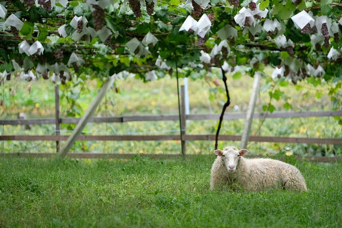 Private Wine Tasting Tour in Yamanashi Prefecture - Schedule
