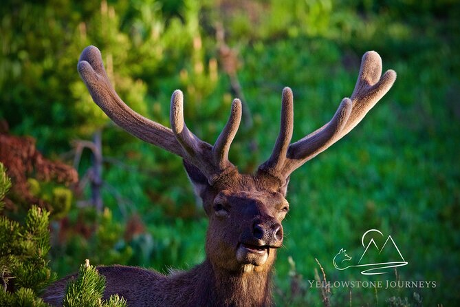 Private Yellowstone Journey From Gardiner, MT - Booking Information