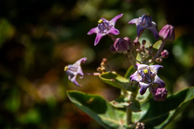 Pueo Farm Private Tour - Upcountry Maui Hawaii - Meeting and Pickup Details