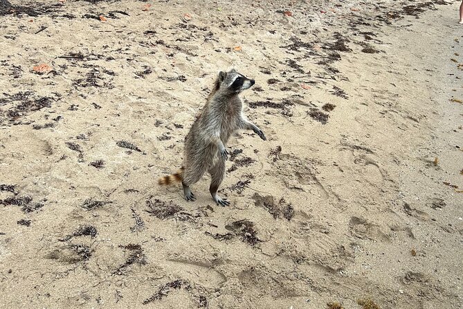 Raccoon Island Boat Tour - Indian Creek, Sanbar and Raccoons - Spotting the Elusive Raccoons