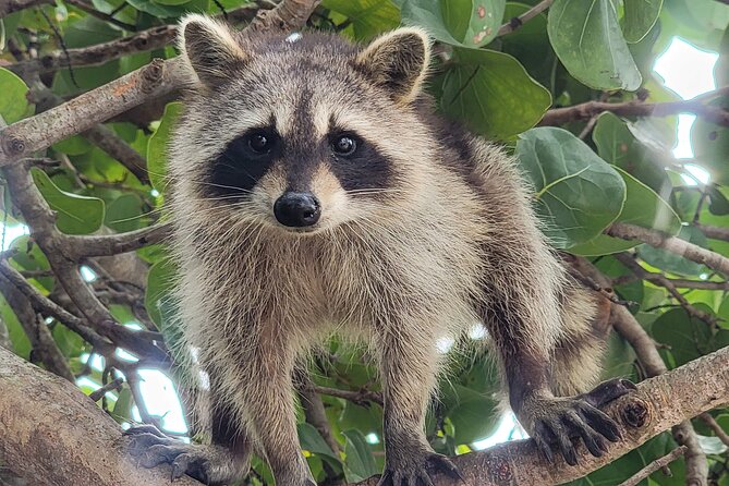 Raccoon Island Exploration on Sup/Kayak - Encounter With the Friendly Raccoons