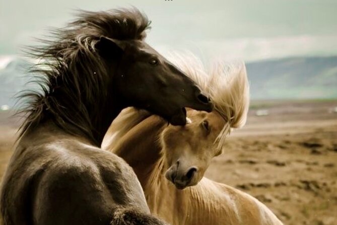 Red Canyon's Best Of The Wild West Wild Mustang+Rafting Adventure - Rafting the Shoshone River