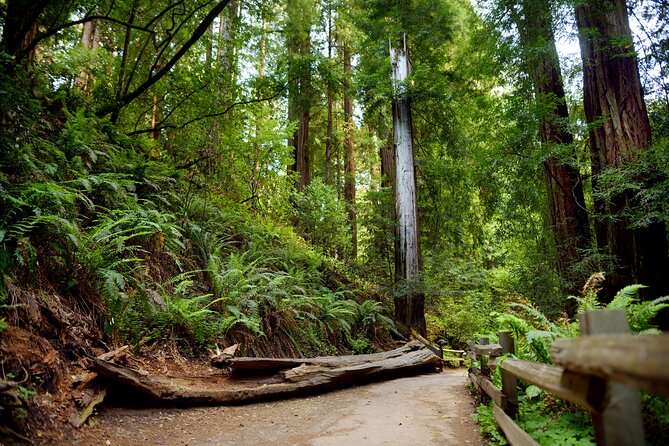 Redwood Retreat: Tour to Muir Woods From San Francisco - Travel Tips for Visitors