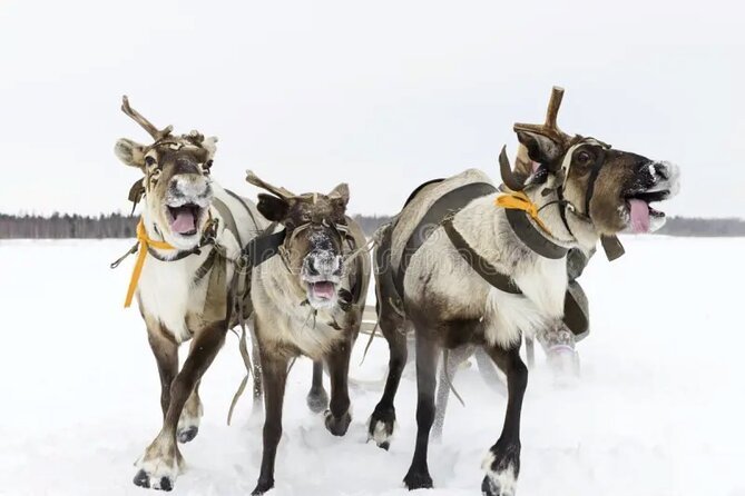 Reindeer Family Trip and Visit to the Husky Kennel - Meeting and Pickup Details