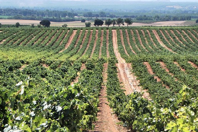 Ribera Del Duero From Madrid Full Day - Exploring the Historic City