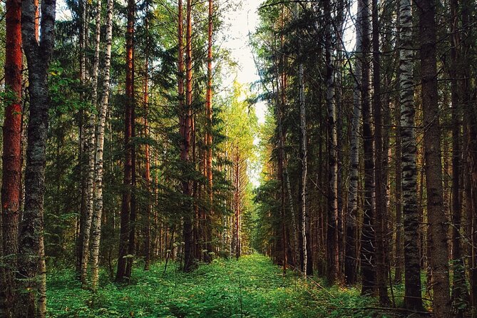 Rovaniemi: Mushrooms & Wild Berries Picking Tour - Group Size and Accessibility