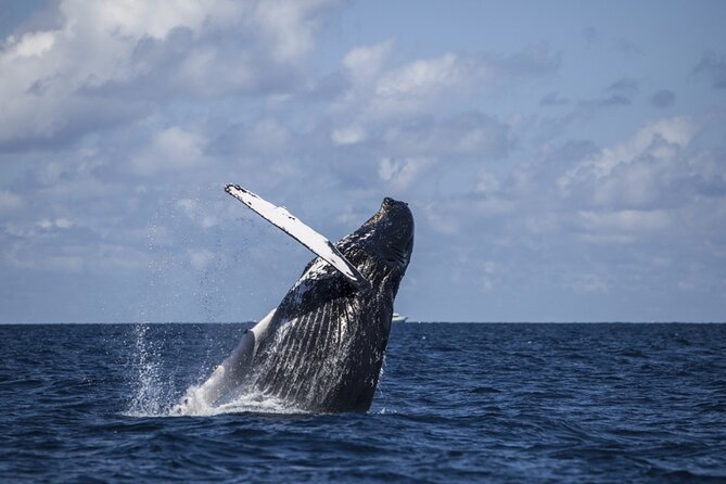 Royal Humpback Whale Exploration - Transportation and Accessibility