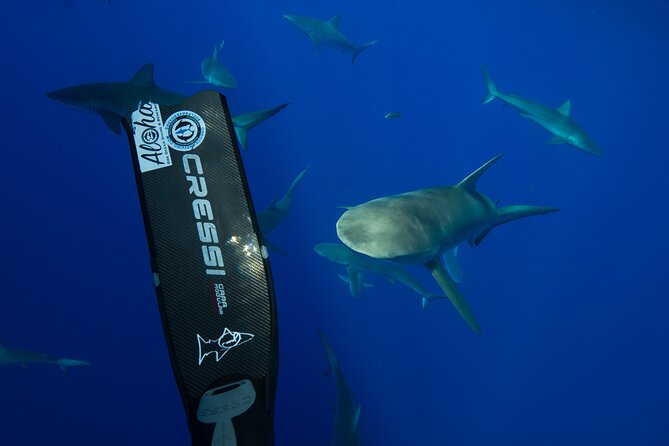 Safe and Educational Shark Dive From Haleiwa: Sharks Guaranteed - Safety and Accessibility