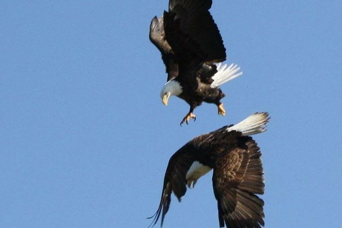 Saltwater Expedition Sightseeing & Wildlife Review - Cancellation Policy