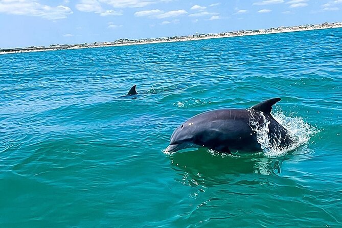 Sea Screamer Cruise - 2 Hour Dolphin Watch Tour in South Carolina - Accessibility and Participation