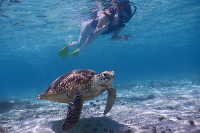 Sea Turtle Snorkel at Kerama Islands and Zamami Island - Snorkeling in Zamami Island