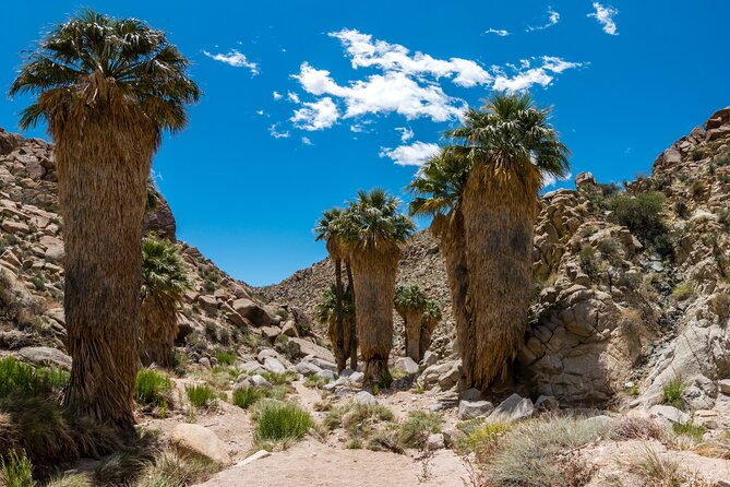 Self Guided Joshua Tree Tour Review - Reviews and Feedback