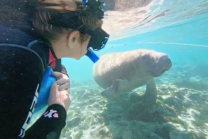 Semi-Private Manatee Swim Tour With In-Water Guide/Photographer - Mixed Experiences