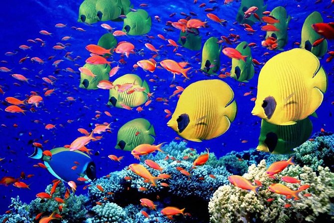 Semi-Submarine Underwater Tour From Hurghada - Guest Experiences and Ratings