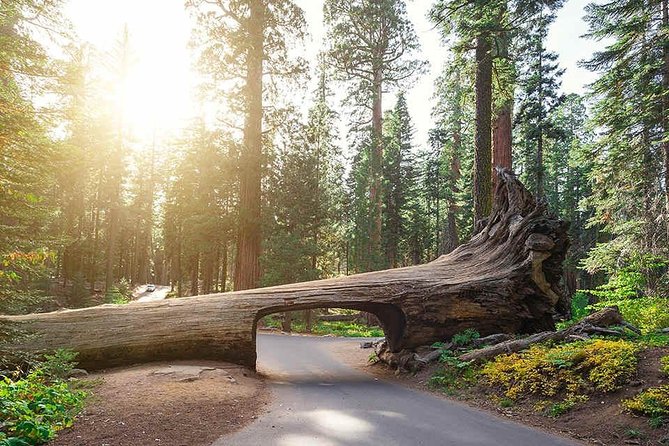 Sequoia Park Private Tour - Group Size and Exclusivity