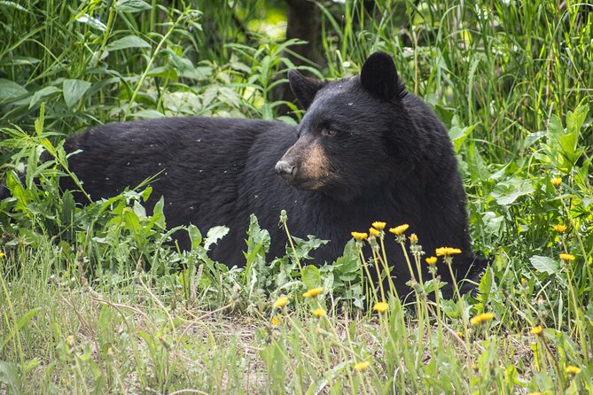 Seward to Anchorage- Post Cruise Curated Wildlife Tour +Transfer - Tour Highlights and Activities
