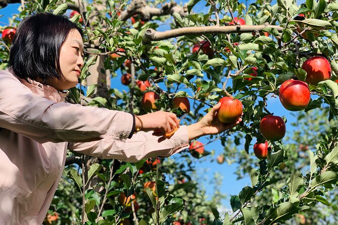 Shakotan, Yoichi Nikka Whisky, Otaru With Fruits Picking Day Trip - Transportation and Group Size Details