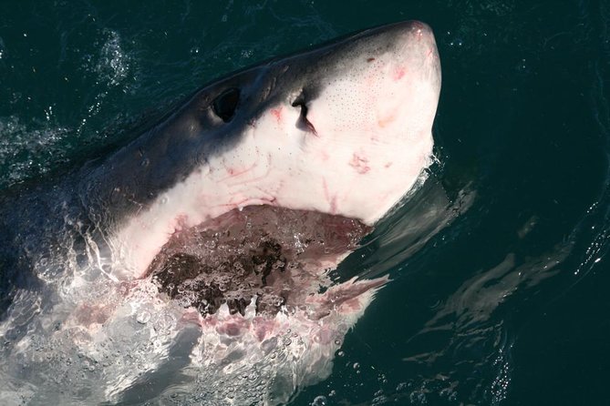 Shark Cage Diving - Pricing and Booking Details