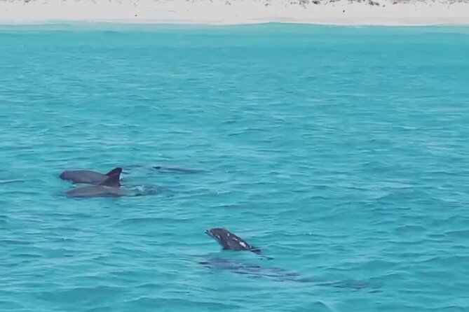 Shell Island Dolphin Sightseeing Boat Tour - Guest Reviews and Feedback