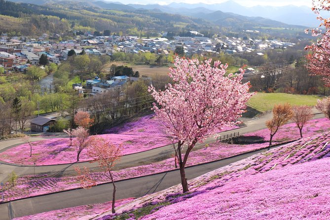 [Shibazakura / Tulip] Going by Private Car, Shibazakura Takinoue Park and Kamiyubetsu Tulip Park (From Sapporo) - Pickup Information