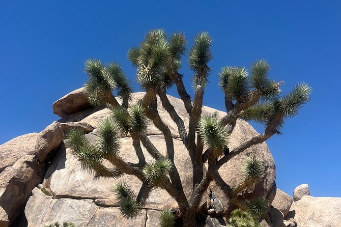 Sightseeing Adventure Tour of Joshua Tree National Park - Scenic Stops and Breathtaking Vistas