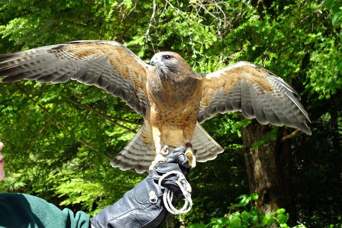 Sitka Premium Tour- Private- Alaska Raptor Center, Fortress of the Bears,Totems - Tour Details and Requirements