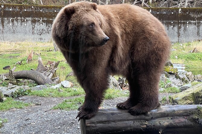 Sitka's Favorite Sites Tour Review - The Tour Experience
