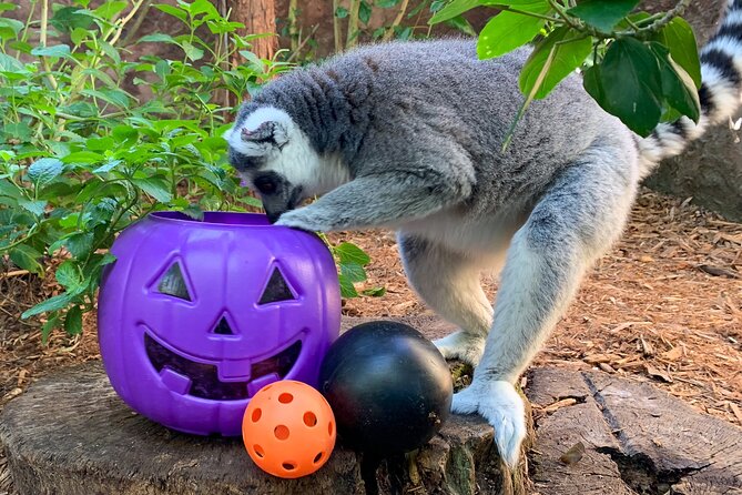 Skip The Line Central Florida Zoo Review - Health and Safety Requirements