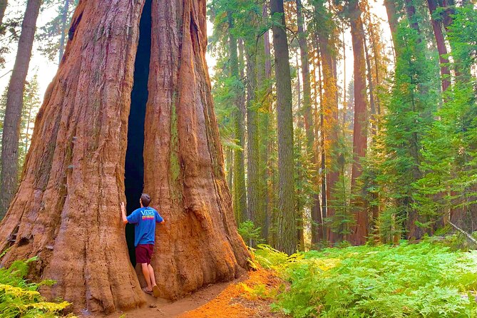 Small Group Sequoia Tour Review - Accessibility