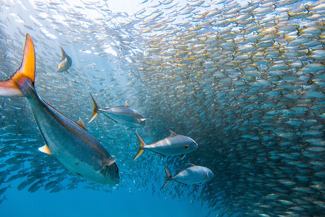 Snorkel Sail Adventure off Kaanapali Beach, Maui - Snorkeling in the Crystal-Clear Waters