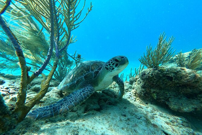 Snorkeling Aguadilla for Families With Children - Frequently Asked Questions