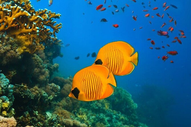 Snorkeling at Blue Lagoon; Starfish; The Rock Restaurant & Paje Beach - The Rock Restaurant Experience